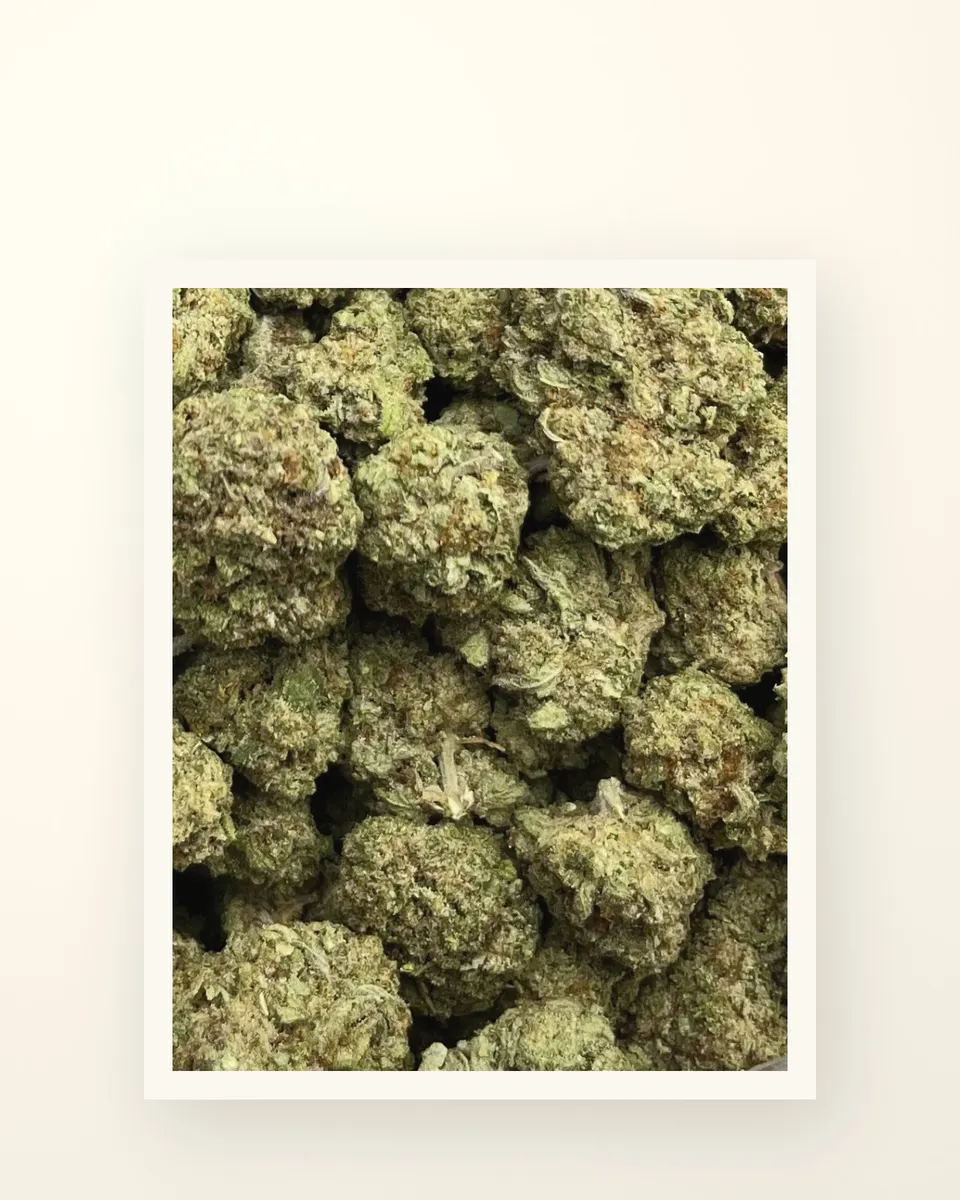 Punch Breath hemp THCA flower, greenhouse, on oat linen